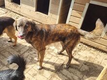 RUSTY, Hund, Mischlingshund in Rumänien - Bild 2
