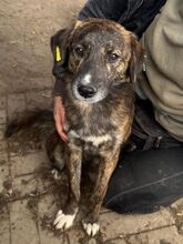 RUSTY, Hund, Mischlingshund in Rumänien - Bild 4