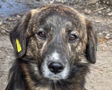RUSTY, Hund, Mischlingshund in Rumänien - Bild 6