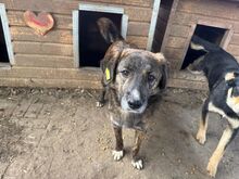 RUSTY, Hund, Mischlingshund in Rumänien - Bild 7