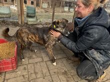 RUSTY, Hund, Mischlingshund in Rumänien - Bild 8