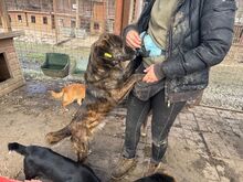 RUSTY, Hund, Mischlingshund in Rumänien - Bild 9