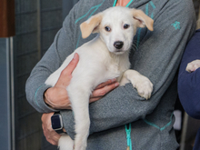 LANCILOTTO, Hund, Mischlingshund in Italien - Bild 1
