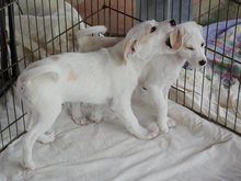 LANCILOTTO, Hund, Mischlingshund in Italien - Bild 2