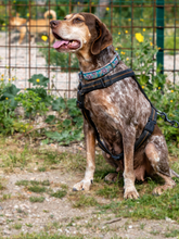 PATTY, Hund, Jagdhund-Mix in Italien - Bild 1