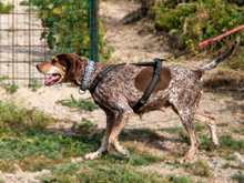 PATTY, Hund, Jagdhund-Mix in Italien - Bild 2