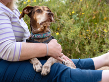 PATTY, Hund, Jagdhund-Mix in Italien - Bild 3