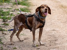 PATTY, Hund, Jagdhund-Mix in Italien - Bild 5