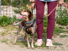 PATTY, Hund, Jagdhund-Mix in Hamburg - Bild 4