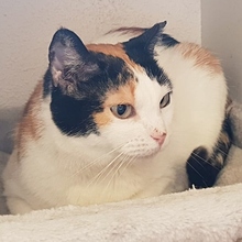 NOVA, Katze, Europäisch Kurzhaar in Belgien - Bild 2