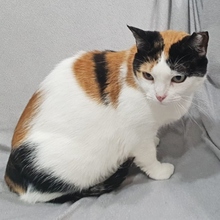 NOVA, Katze, Europäisch Kurzhaar in Belgien - Bild 3