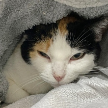 NOVA, Katze, Europäisch Kurzhaar in Belgien - Bild 4