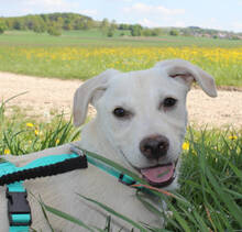 STEVEN, Hund, Mischlingshund in Huisheim - Bild 1