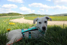 STEVEN, Hund, Mischlingshund in Huisheim - Bild 2