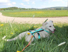 STEVEN, Hund, Mischlingshund in Huisheim - Bild 3