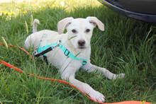 STEVEN, Hund, Mischlingshund in Huisheim - Bild 4
