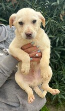 STEVEN, Hund, Mischlingshund in Huisheim - Bild 5