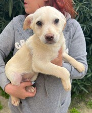 STEVEN, Hund, Mischlingshund in Huisheim - Bild 6