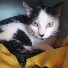 ROCKET, Katze, Europäisch Kurzhaar in Spanien - Bild 10