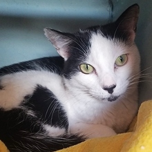ROCKET, Katze, Europäisch Kurzhaar in Spanien - Bild 11