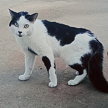 ROCKET, Katze, Europäisch Kurzhaar in Spanien - Bild 3