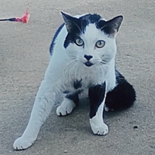 ROCKET, Katze, Europäisch Kurzhaar in Spanien - Bild 4