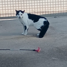 ROCKET, Katze, Europäisch Kurzhaar in Spanien - Bild 5