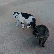 ROCKET, Katze, Europäisch Kurzhaar in Spanien - Bild 6