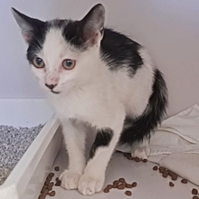ROCKET, Katze, Europäisch Kurzhaar in Spanien - Bild 7