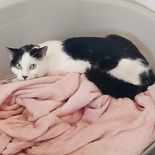ROCKET, Katze, Europäisch Kurzhaar in Spanien - Bild 8
