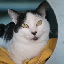 ROCKET, Katze, Europäisch Kurzhaar in Spanien - Bild 9