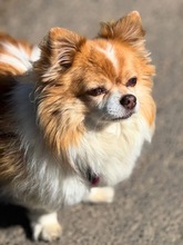 BRUNO, Hund, Chihuahua in Herschbroich
