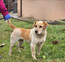 TUTTI, Hund, Mischlingshund in Bulgarien