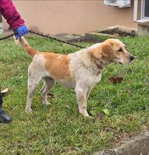 TUTTI, Hund, Mischlingshund in Bulgarien - Bild 2
