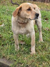 TUTTI, Hund, Mischlingshund in Bulgarien - Bild 3