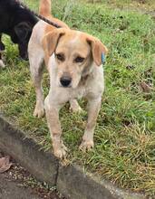 TUTTI, Hund, Mischlingshund in Bulgarien - Bild 6