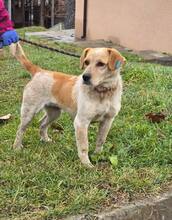 TUTTI, Hund, Mischlingshund in Bulgarien - Bild 7