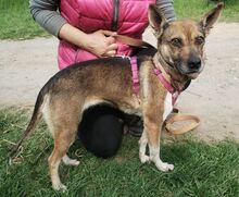 ANNIE, Hund, Mischlingshund in Slowakische Republik - Bild 2