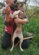 ANNIE, Hund, Mischlingshund in Slowakische Republik - Bild 3