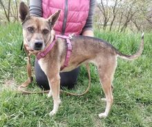 ANNIE, Hund, Mischlingshund in Slowakische Republik - Bild 4