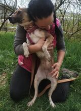 ANNIE, Hund, Mischlingshund in Slowakische Republik - Bild 5