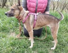 ANNIE, Hund, Mischlingshund in Slowakische Republik - Bild 6