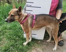 ANNIE, Hund, Mischlingshund in Slowakische Republik - Bild 7