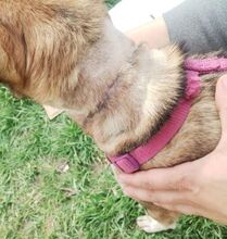 ANNIE, Hund, Mischlingshund in Slowakische Republik - Bild 9