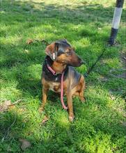 LILY, Hund, Mischlingshund in Bulgarien