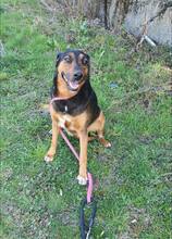 LILY, Hund, Mischlingshund in Bulgarien - Bild 10