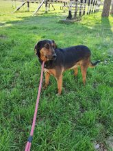 LILY, Hund, Mischlingshund in Bulgarien - Bild 11