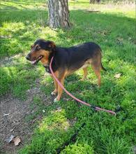 LILY, Hund, Mischlingshund in Bulgarien - Bild 2