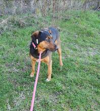 LILY, Hund, Mischlingshund in Bulgarien - Bild 3
