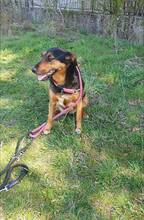 LILY, Hund, Mischlingshund in Bulgarien - Bild 4